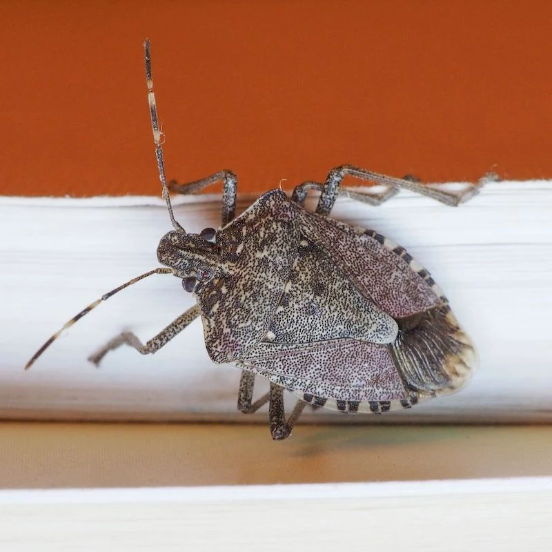 how to get rid of stink bugs bug in the house