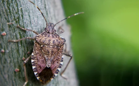 how to get rid of stink bugs stick bug on a stick