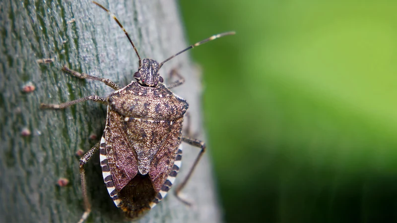 how to get rid of stink bugs stick bug on a stick