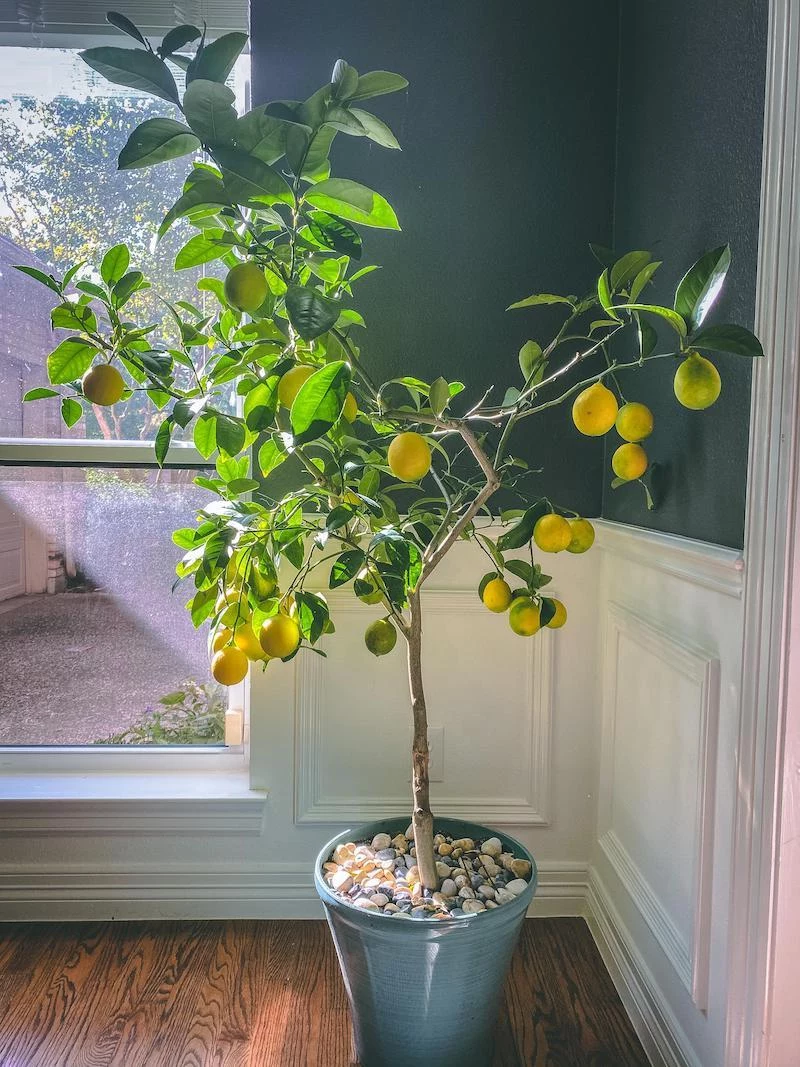 how to grow a citrus tree from a seed
