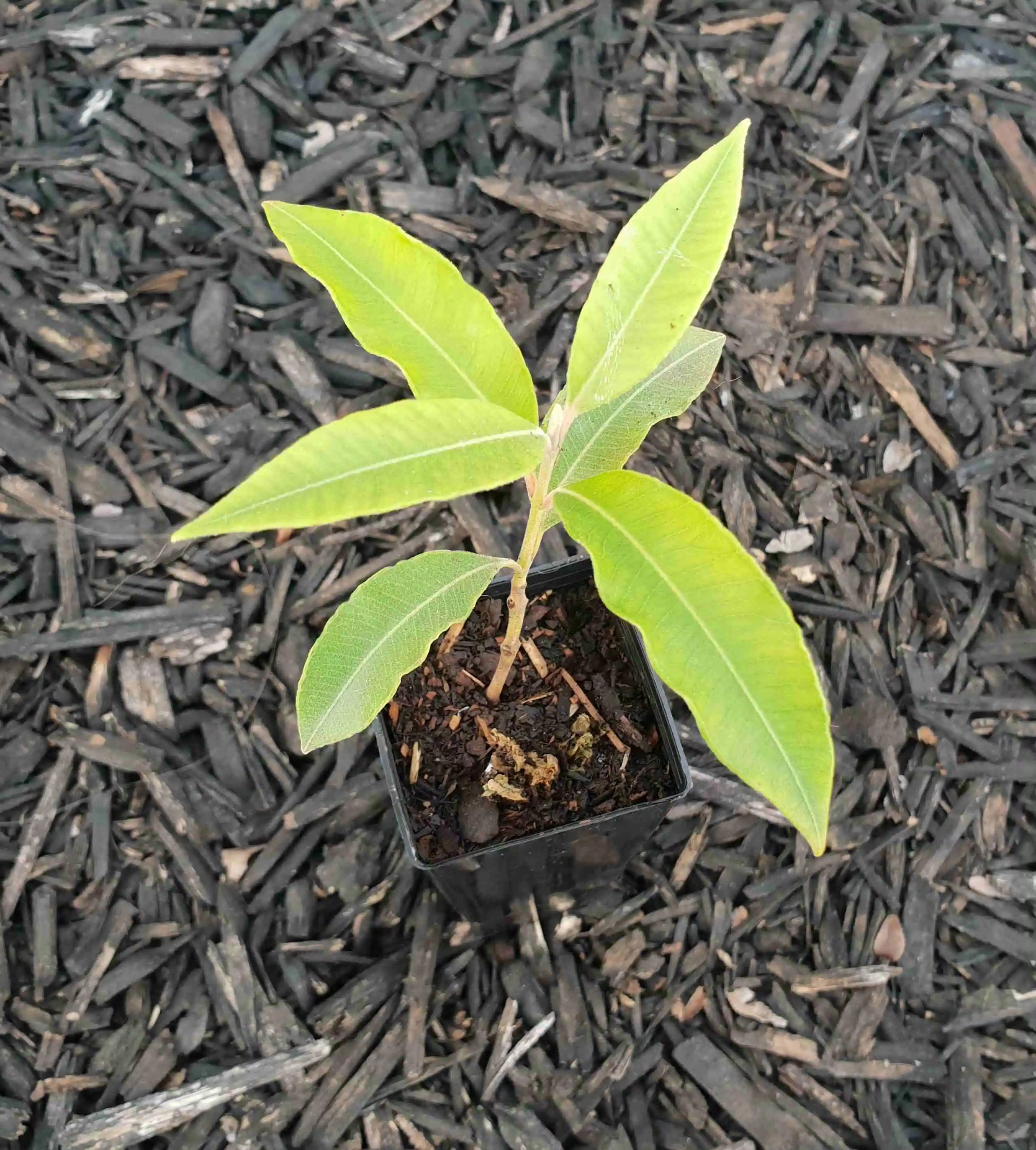 how to grow a lemon tree from a fresh seed