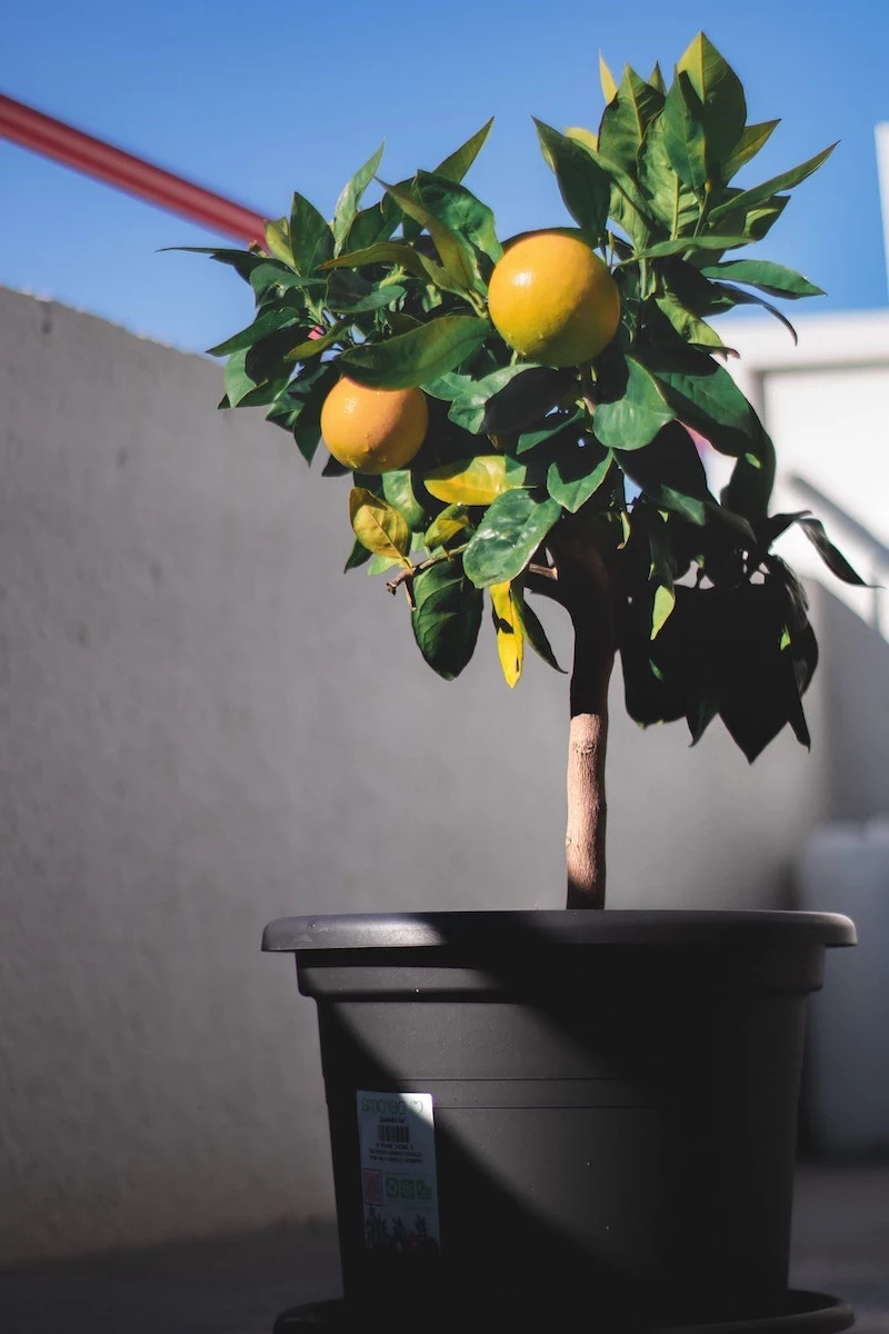 how to grow a lemon tree from a seedling
