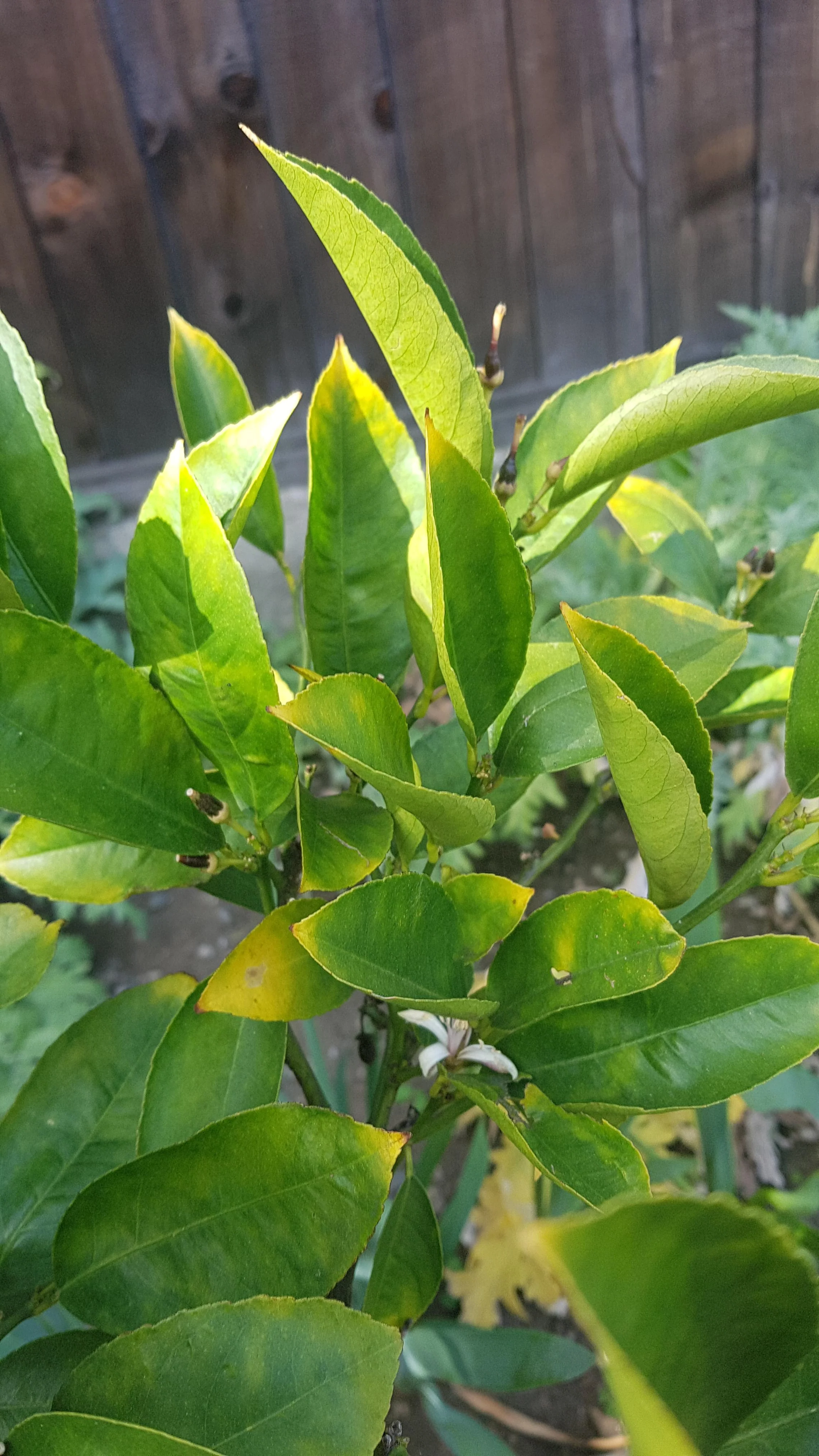 how to grow a lemon tree from seed with pictures