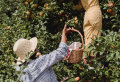 Beginner’s Guide: The best easy-to-grow trees for your fruit garden