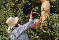 Beginner’s Guide: How to take care of a fruit orchard like a pro
