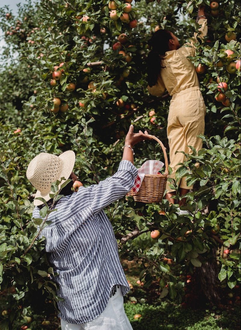 how to grow a small fruit garden