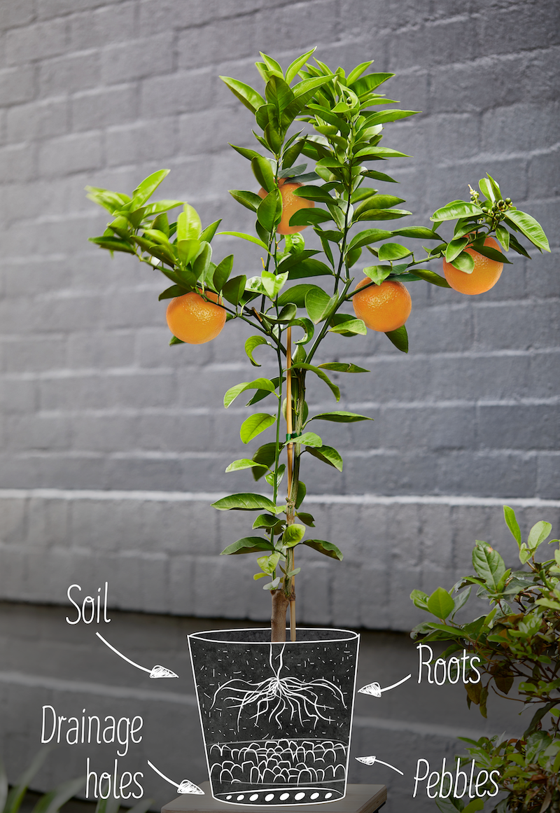 how to grow an indoor lemon tree from seed