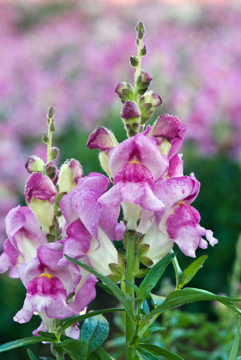 how to grow beautiful pink snapdragon flower
