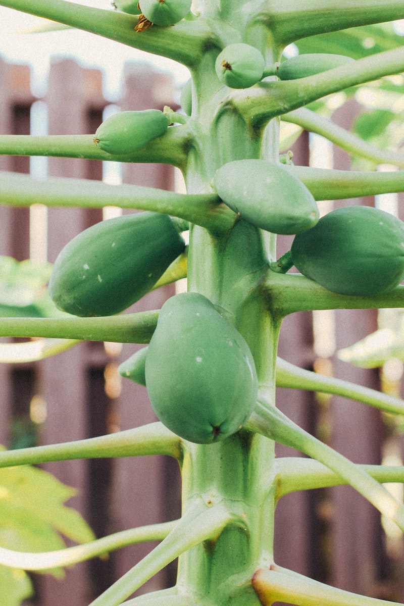 how to grow dwarf papaya from seed