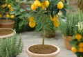 Ultimate Guide: How to grow a lemon tree from seed