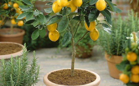 Ultimate Guide: How to grow a lemon tree from seed