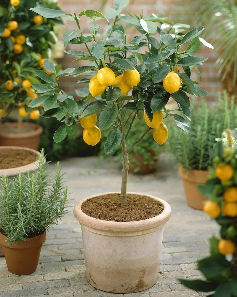 zitronenb‰umchen 'citrus limon'