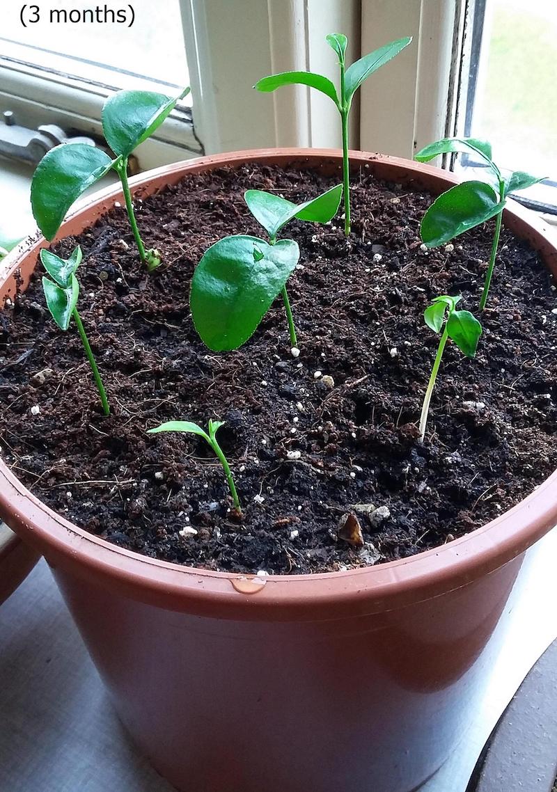 how to grow lemon tree from seeds in pot