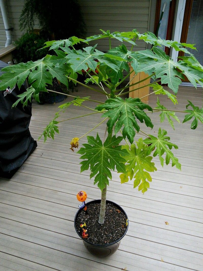 how to grow papaya from seeds in a pot