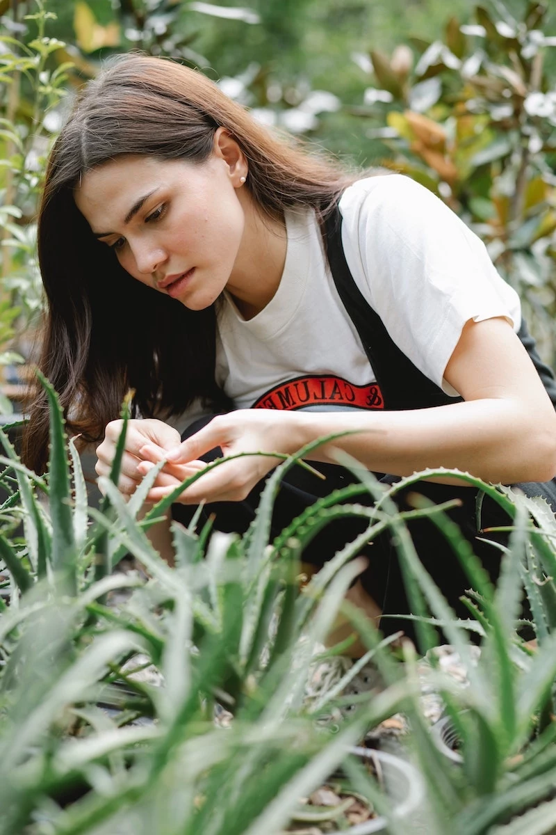 how to harvest aloe vera woman caring for aloe vera