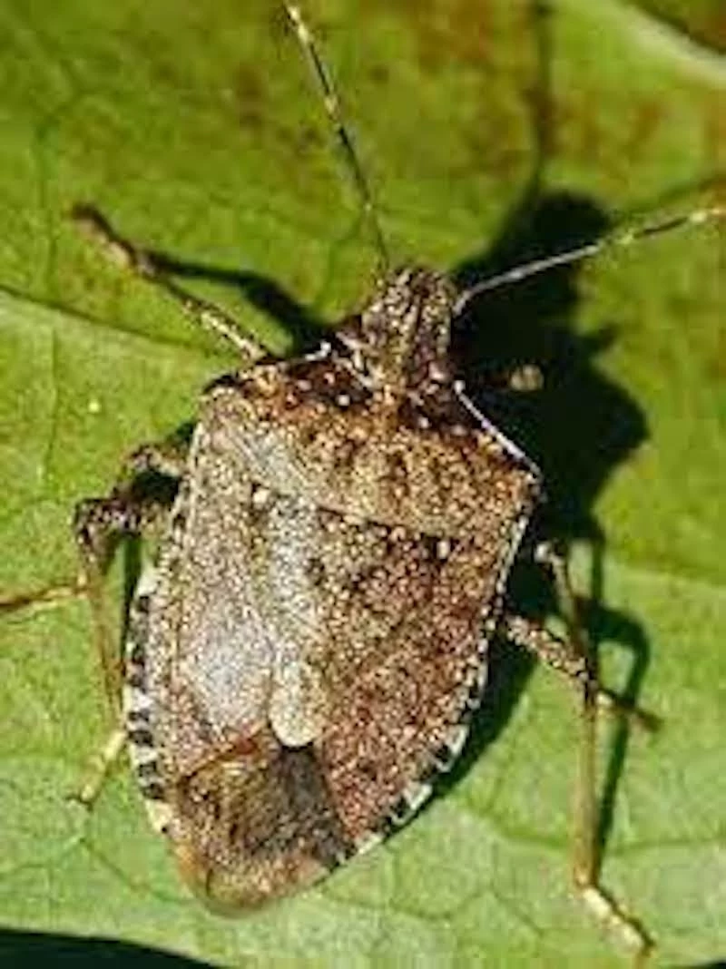 how to kill stink bugs brown stink bug on green leaf