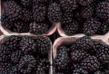 How to wash and store blackberries to keep them juicy & fresh