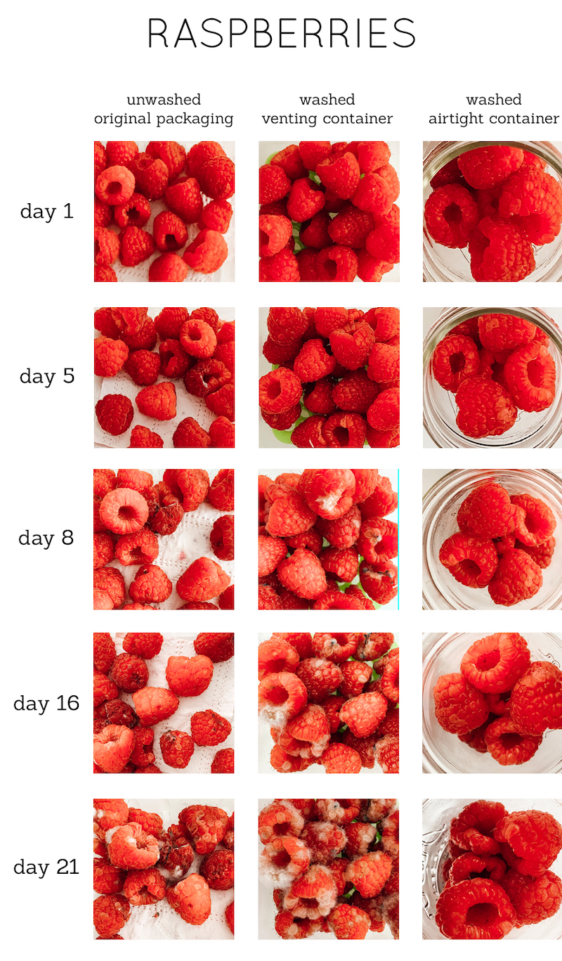 how to know when raspberries are ready to pick