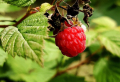 How to wash and store raspberries so they stay fresh for longer