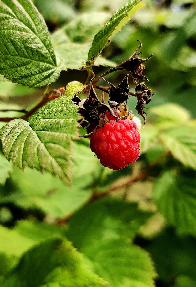 how to pick raspberries correctly