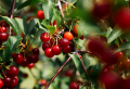 Beginner’s Guide: The best easy-to-grow trees for your fruit garden