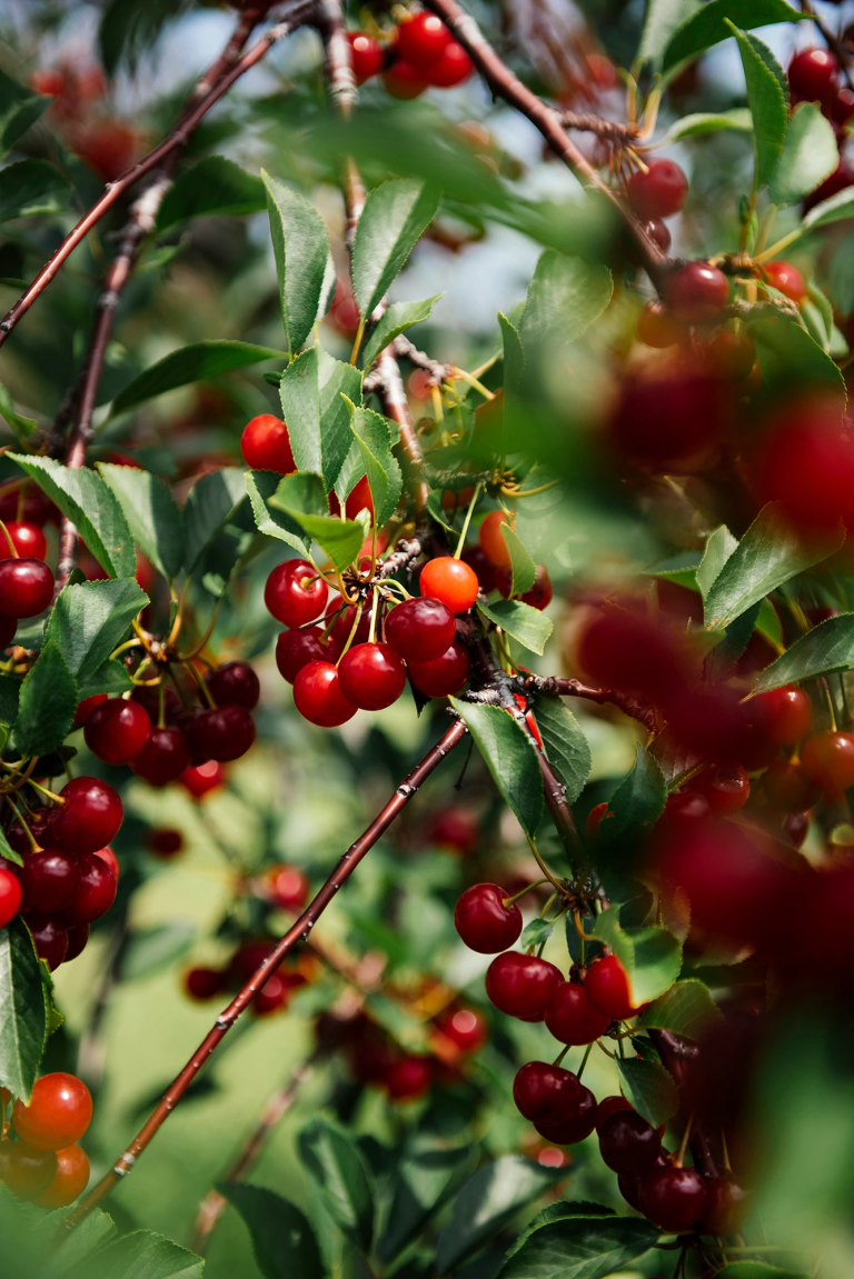 6 Beginner-Friendly, Easy-to-Grow Trees to Plant in Your Fruit Garden