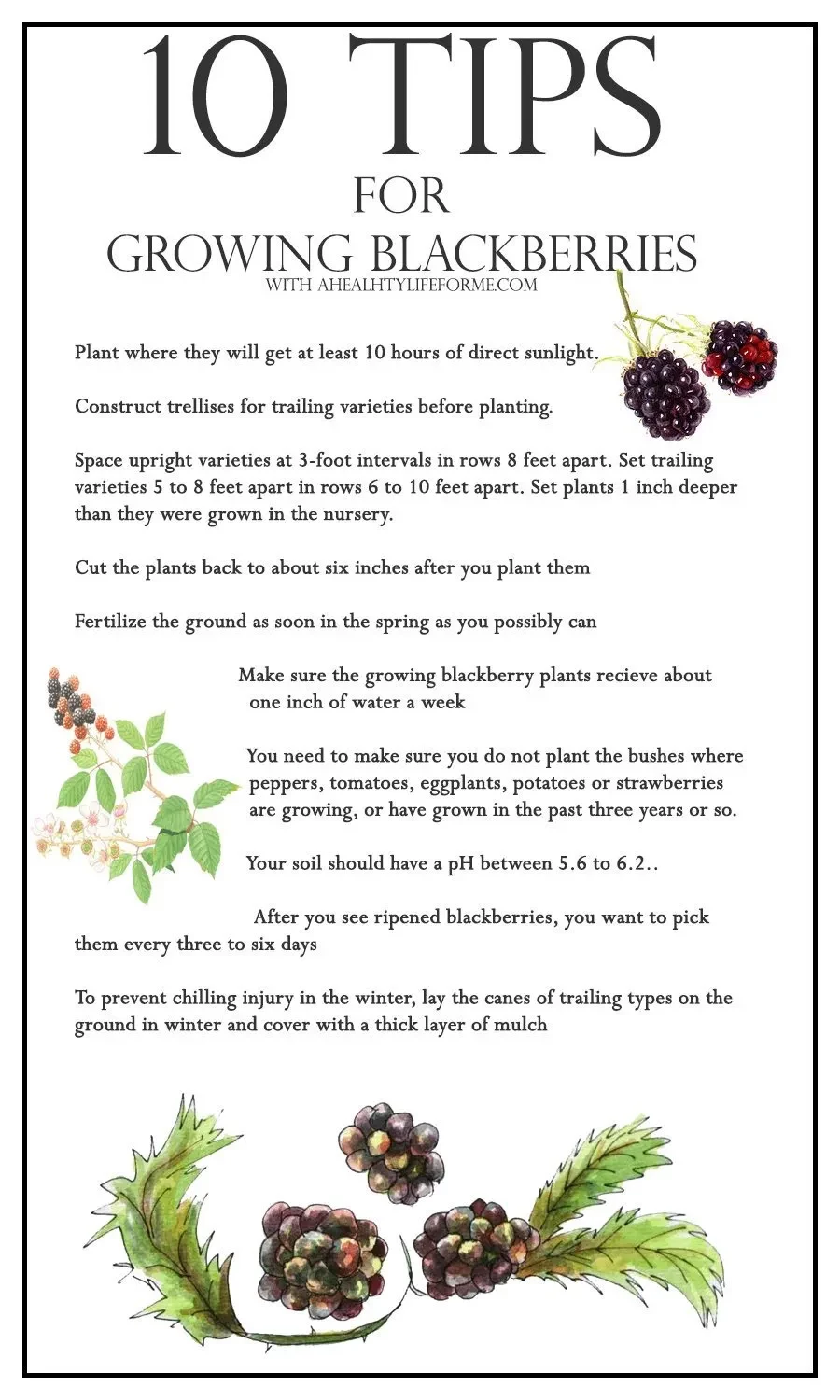 how to store blackberries after picking