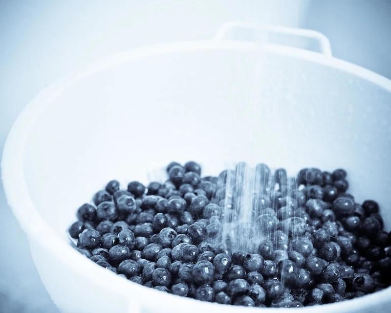 how to store blueberries after picking