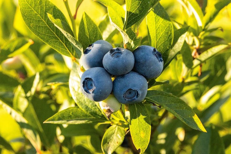 how to store blueberries to last longer