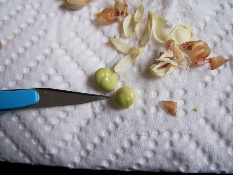how to take care of an indoor lemon tree