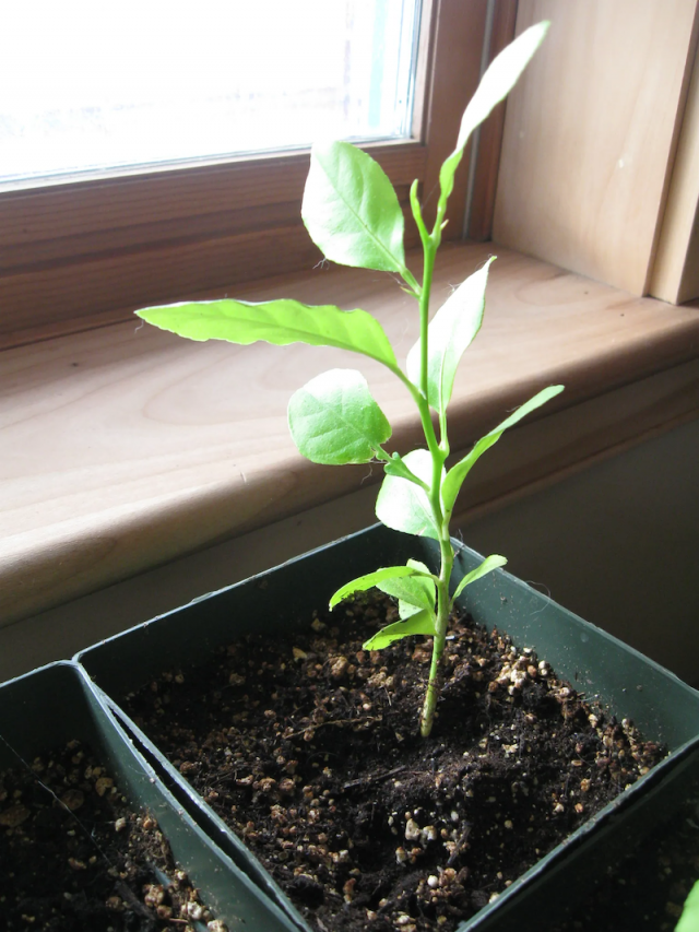 How to Grow a Healthy & Zesty Lemon Tree from Seed in 8 Easy Steps