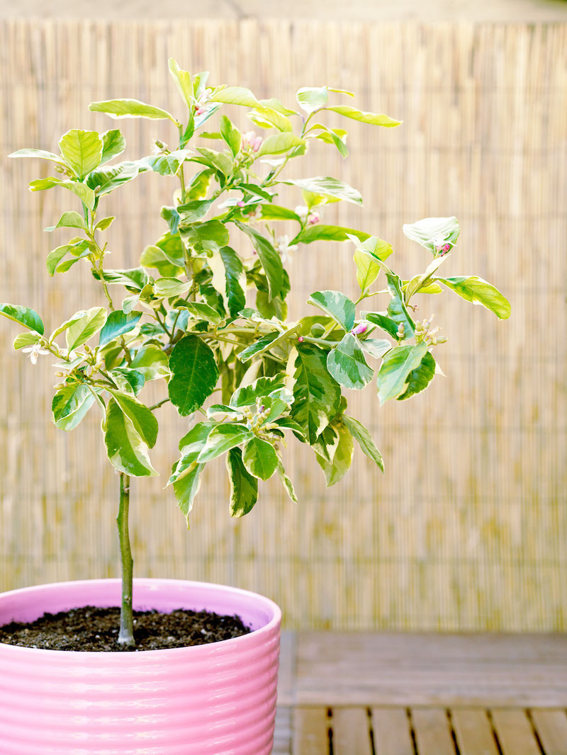 how to take care of lemon tree indoors