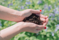 Homemade Indoor Plant Fertilizer: 6 Safe, Organic & Zero-Waste Recipes