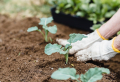 Organic Compost Guide: Tips & Advice for making your own compost at home