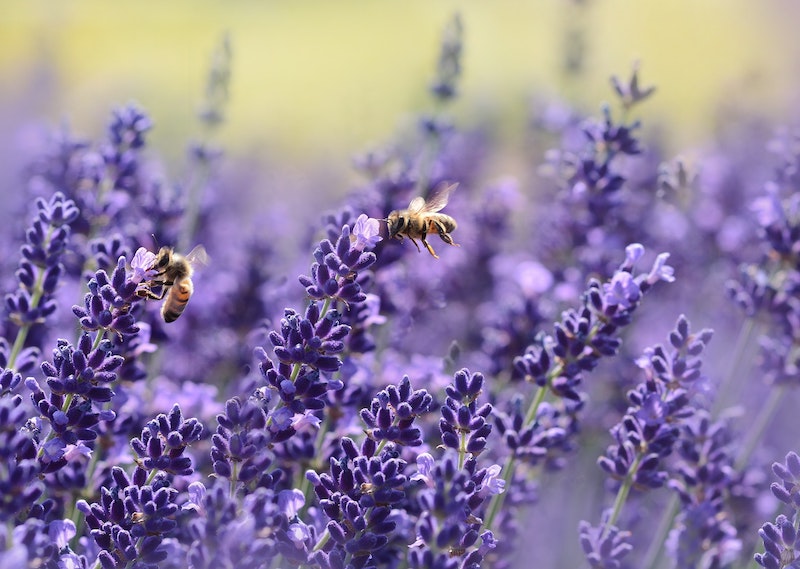 lavender plants mosquitoes