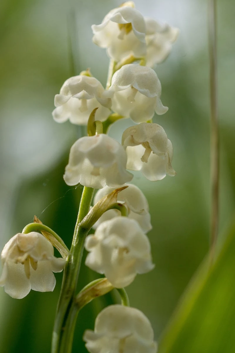 lily of the valley flower in white close up