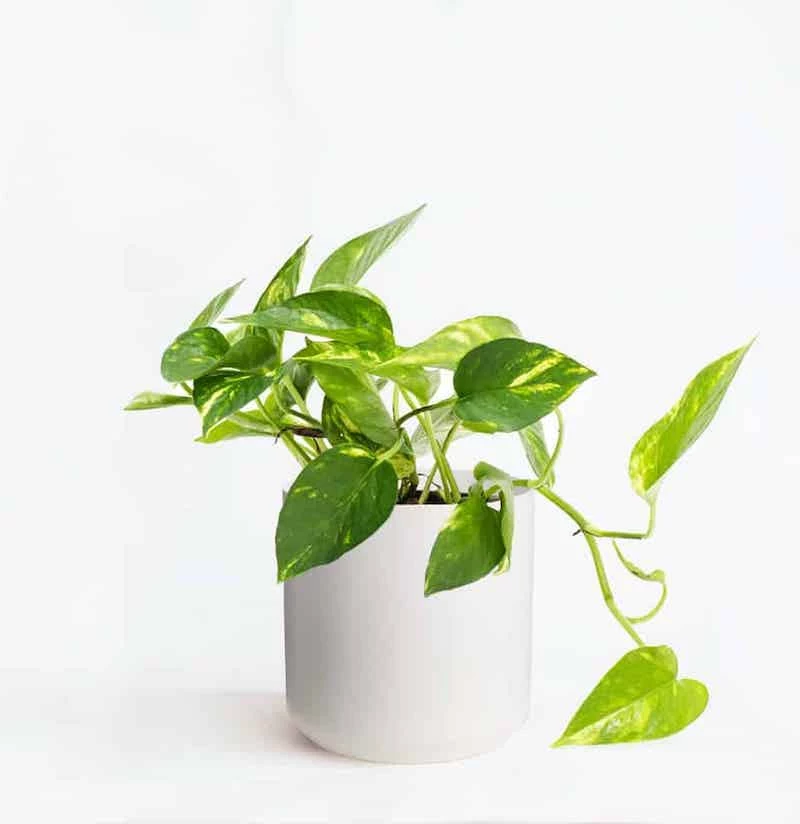 little devils ivy plant in a white pot