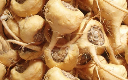 maca root side effects turnip looking beige maca root