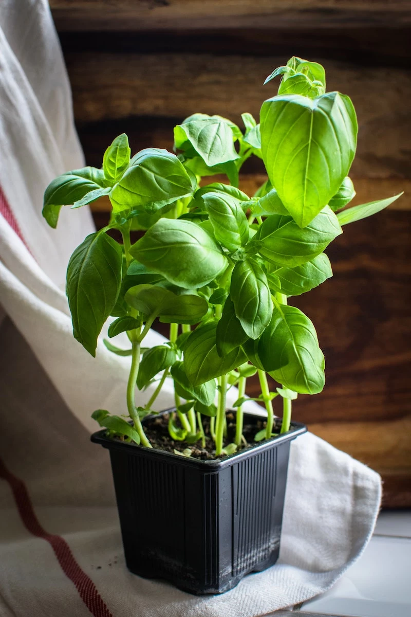 may gardening basil herb in a black pot