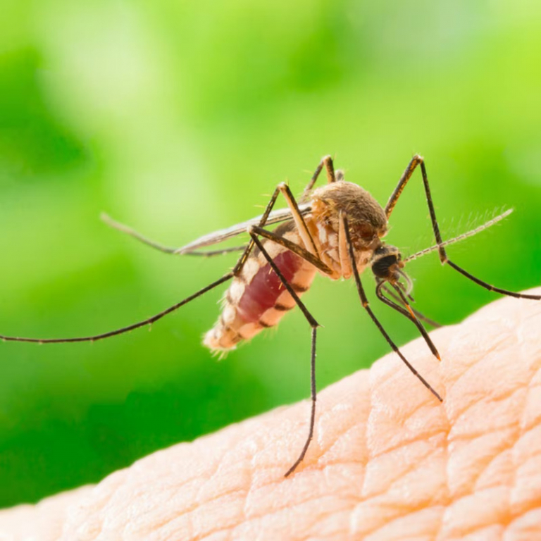 How To Get Rid of Mosquito Bites Quick and Easy