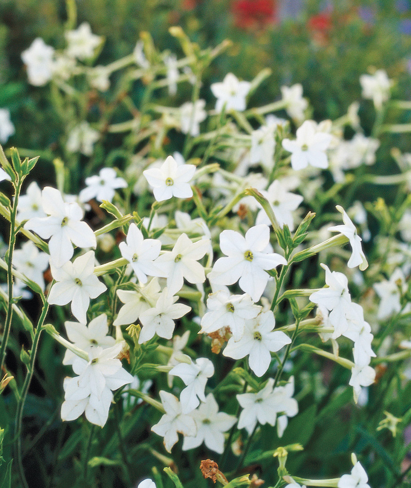nicotiana flowers white tobacco flower