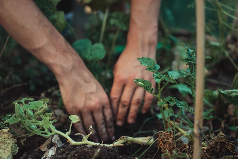 person gardening with soil on their hands