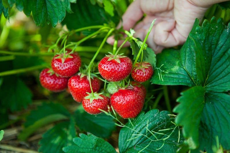 plant in may organic red strawberries growing