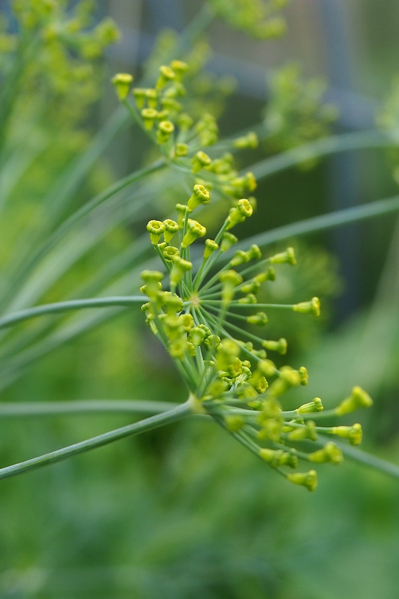 planting in may yellow dill flower close up