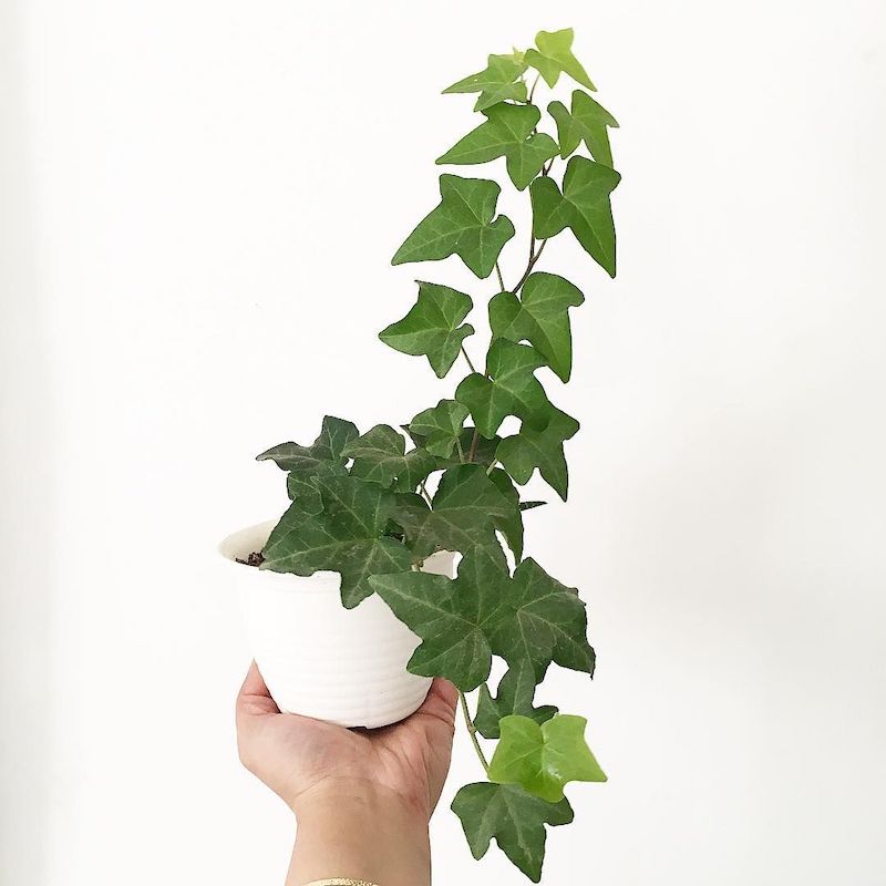 plants for clean air english ivy in white pot