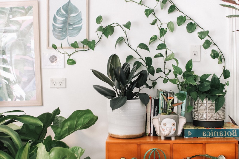 plants on a shelf at home