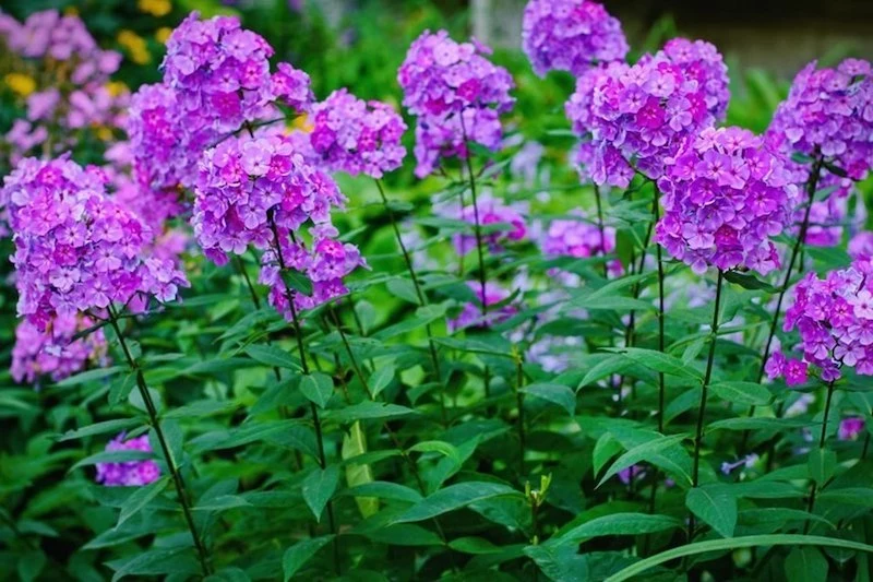 purple and pink garden flox flower in garden
