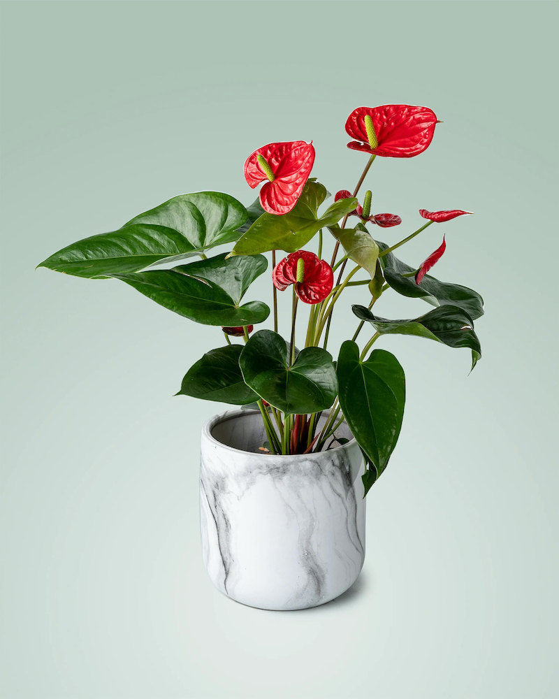red flamingo lily in a marble white pot
