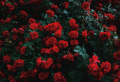 Which Are The Best Smelling Flowers? 9+ Garden Flowers