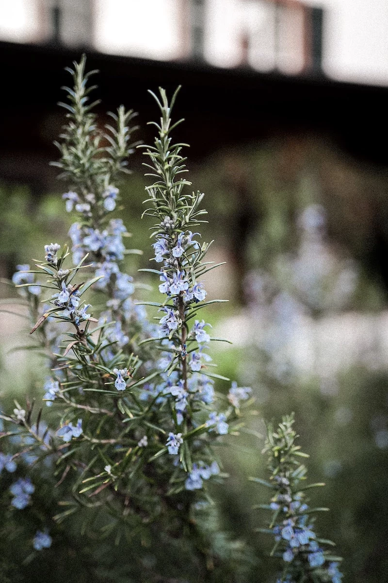 rosemary plant with little purple flowers